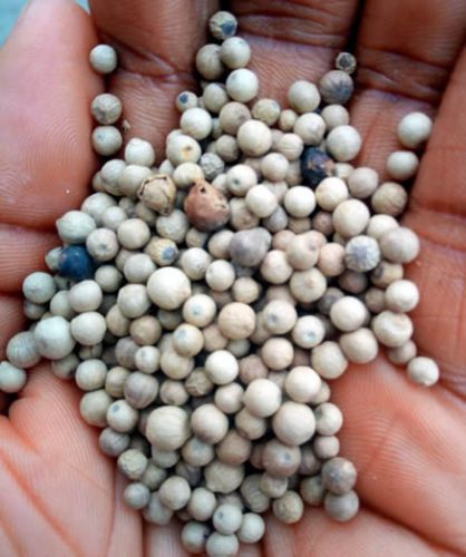 White Pepper Seeds 